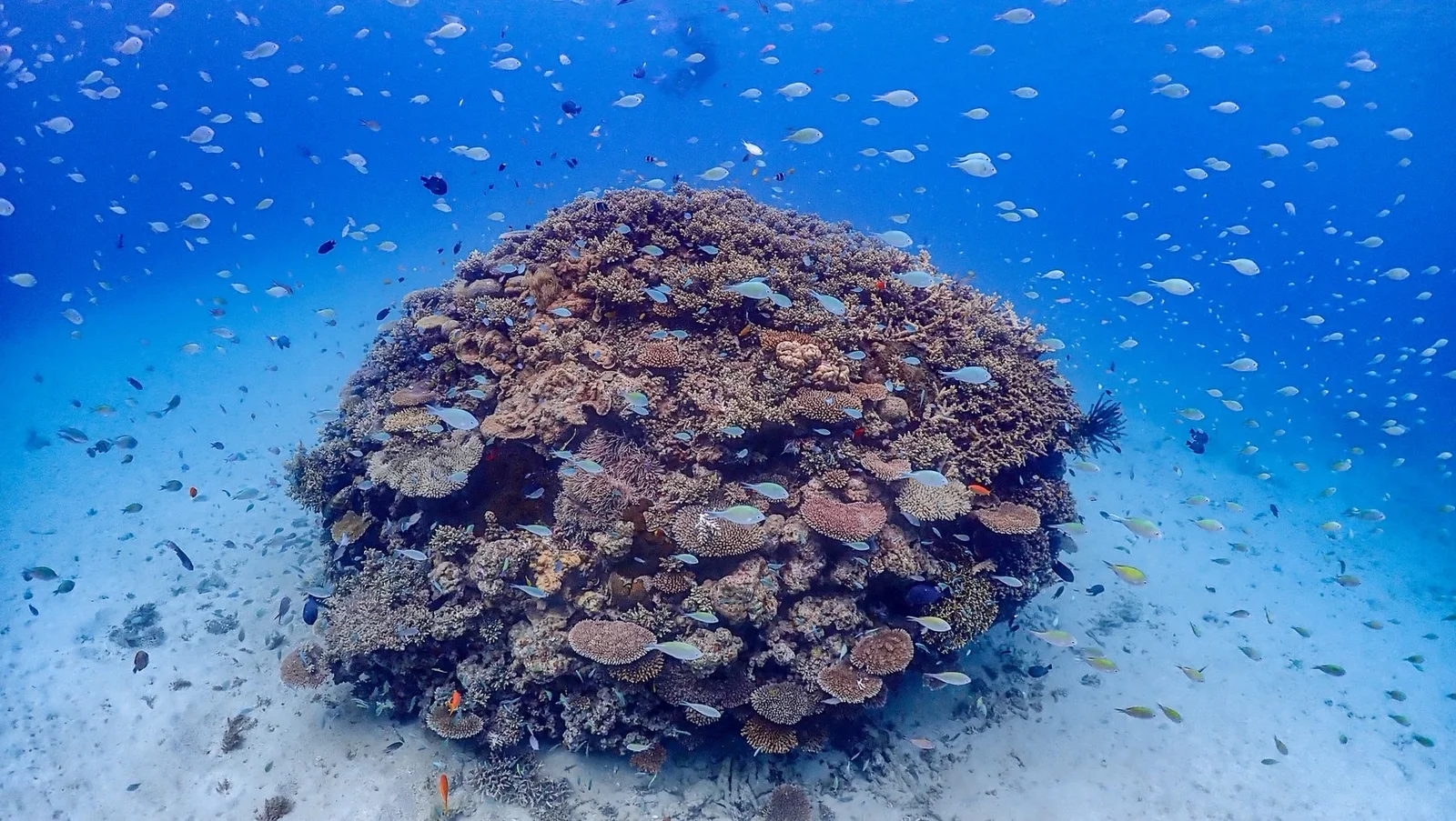 サンゴの周りにたくさんの小魚が集まる加計呂麻の海