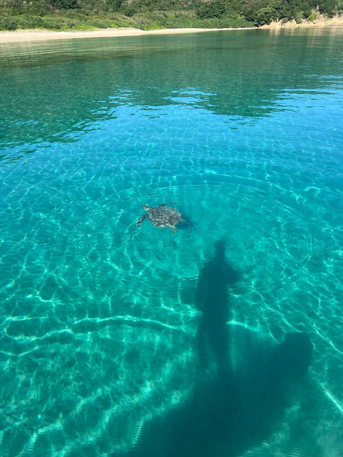 岸辺の澄んだ水面から見える、浅瀬を泳ぐウミガメ